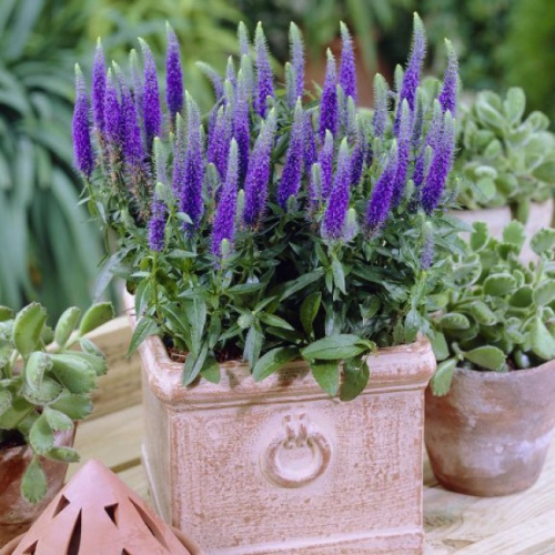 veronica-blue-bouquet-650x650