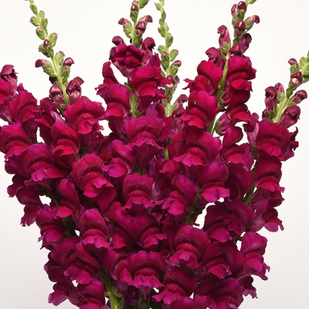 Львиный зев