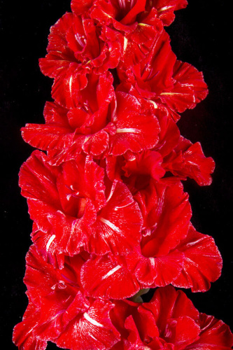 первая конная