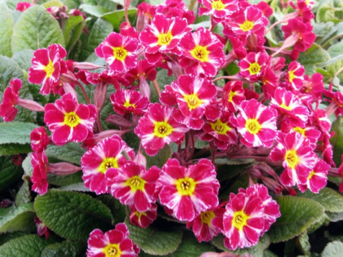 Primula-Dark-Rosaleen_9206a_Formaat-wijzigen-1080x810