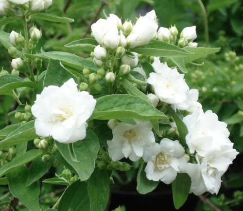 Philadelphus-Bouquet-Blanche