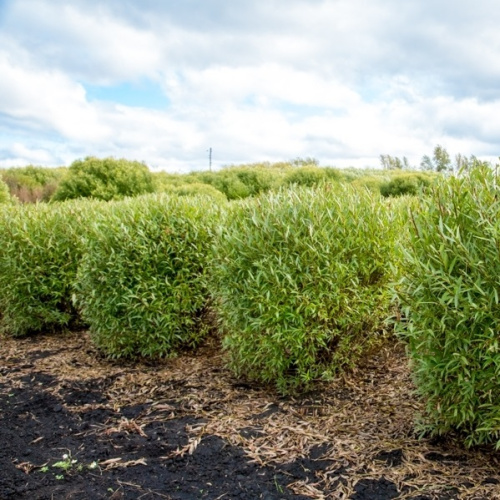 ива  ломкая глобоза