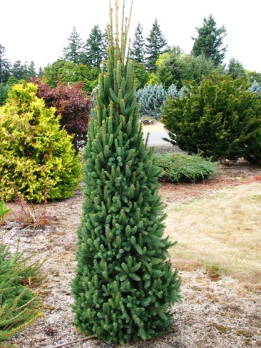 picea abies_cupressina