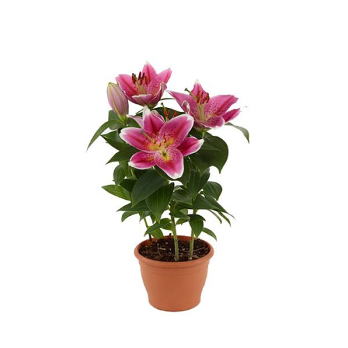 санни робин