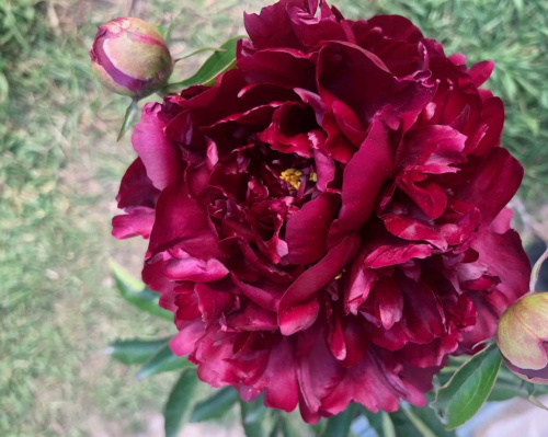 Пион Paeonia Lactiflora (D) Black Beauty
