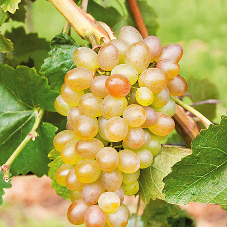 s48rvnzfqs13jbfxokhv9czuiuy0j8fk