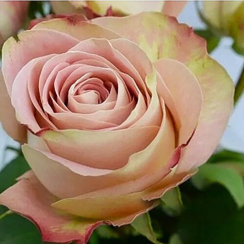 аперсекрет