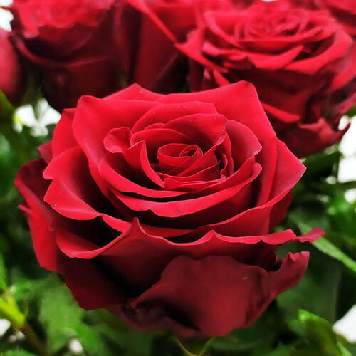 Чайно-гибридные