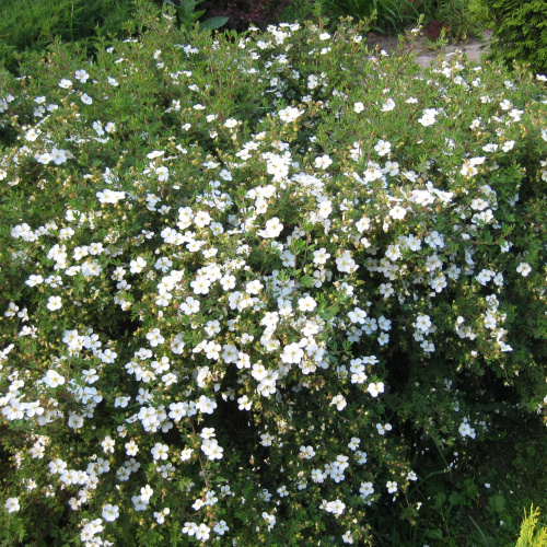 лапчатка абатсвуд