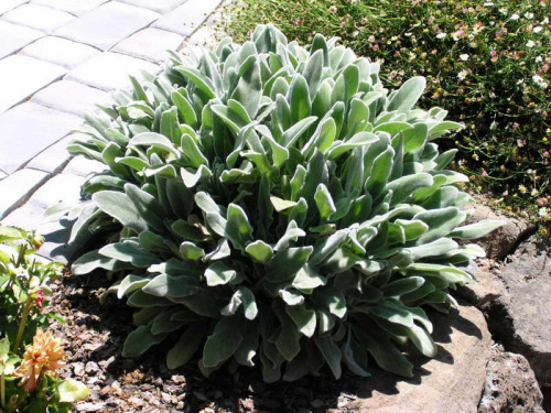 Ovechi-ushki-v-sadu-foto