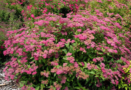 spiraea_froebelii2