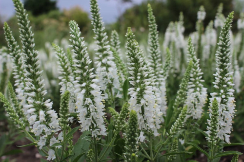 -veronika-koloskovaya-foto-37