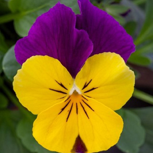 виола бель визо пурпл винг