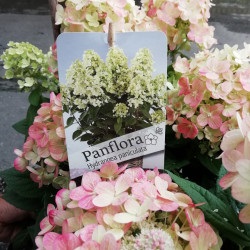 IMG_20200728_13021891f8e96dee7c4a2c.th