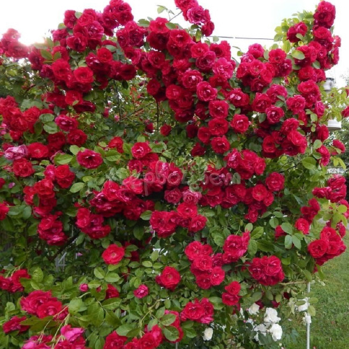 фламентанц