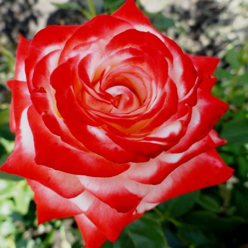 Императрица Фарах