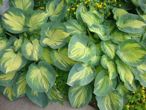 hosta-great-expectation-hosta-great-exp_5aaad4c83dca6