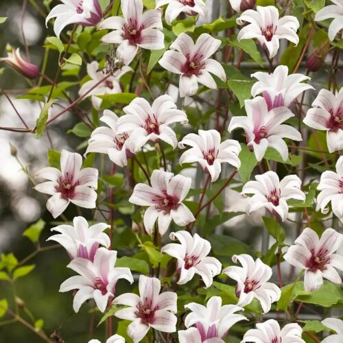 клематис кейт