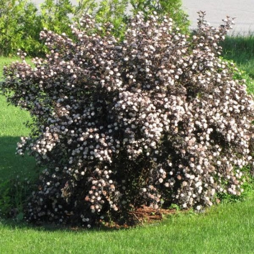 Puzyreplodnik-kalinolistnyj-Diabolo