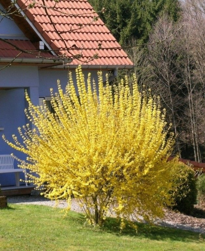 форзиция голдраш