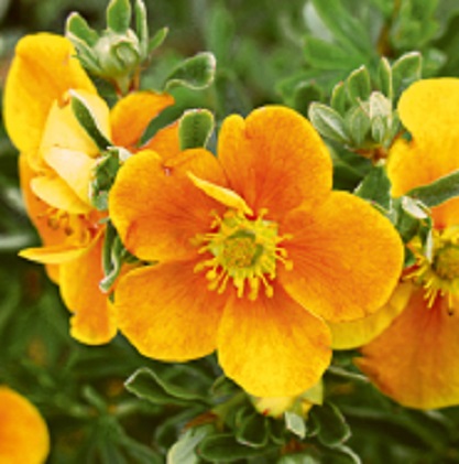 лапчатка аннет