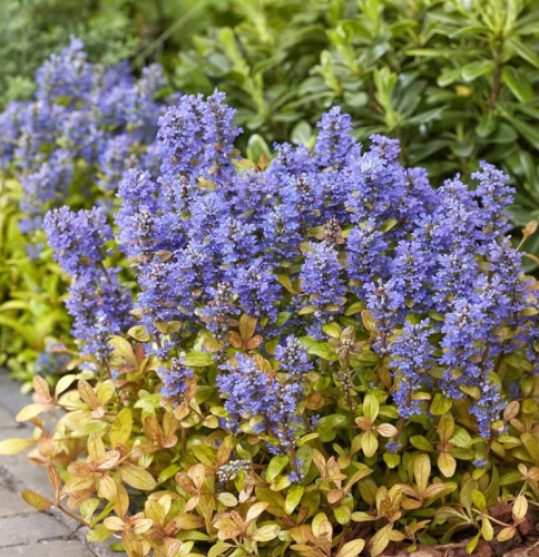Живучка ползучая Ajuga reptans Feathered Friends Fancy Finch
