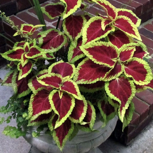 визард скарлет колеус