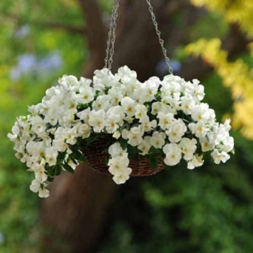 виола ампельная кул вейв вайт