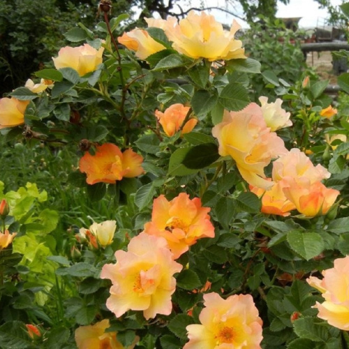 модерн санрайз