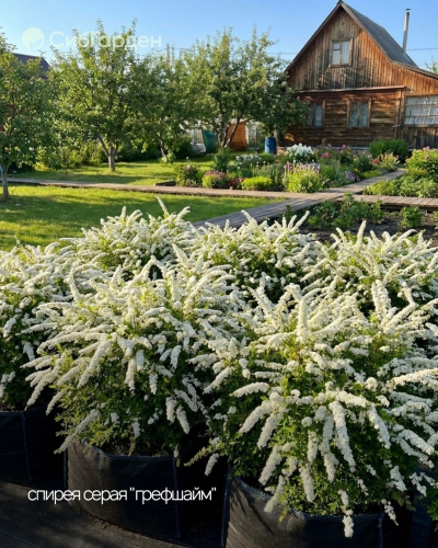 Спирея серая Spiraea cinerea "Grefsheim" : сумка 62л.