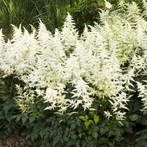 Астильба Astilbe Happy  Day