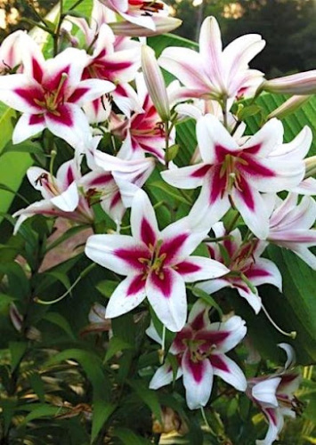 Лилия восточная Lilium Oriental "Hachi" : С2/3