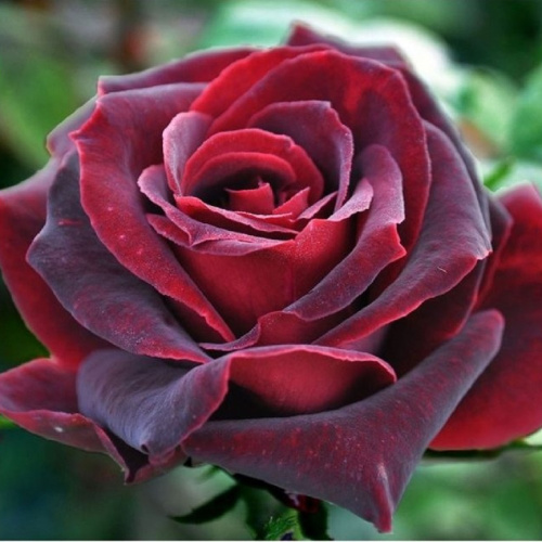 черный жемчуг