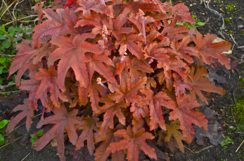 Heucherella_Red_Rover_fp