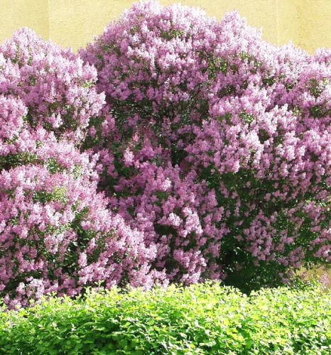 Siren-Vengerskaya-Syringa-Josikaea-1