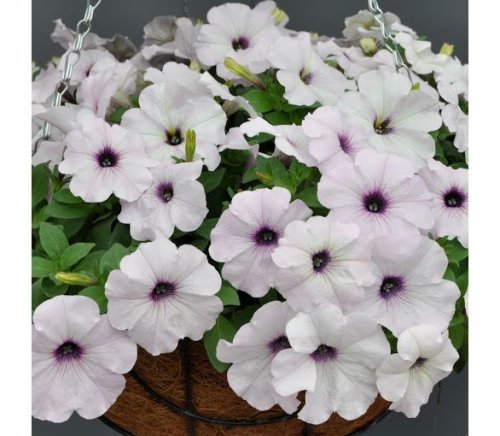 Петуния ампельная гибридная (Petunia х hybrida) Easy Wave F1 SILVER