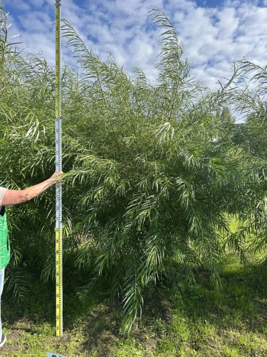Ива Шверина Salix schwerinii : P9, h=30-50