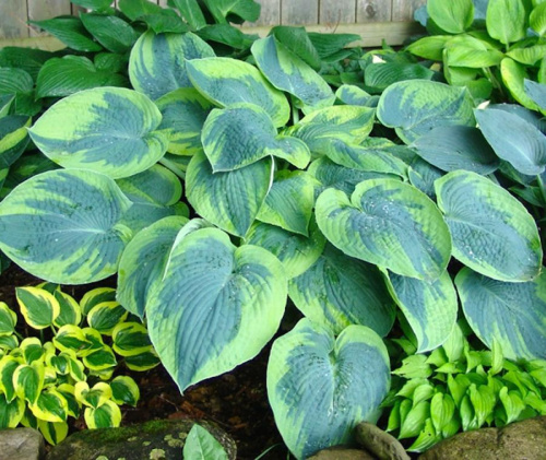 602573i-khosta-gibridnaya-tokudama-flavocircinalis