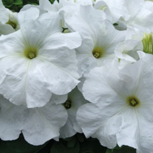 Петуния крупноцветковая (Petunia grandiflora) Limbo GP (White)