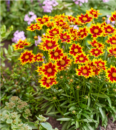 koreopsis-krupnotsvetkovyy-solar-dzhevel-coreopsis-grandiflora-solar-jewel-s2-3