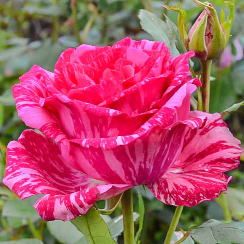 roza-chayno-gibridnaya-pink-intuishn_1