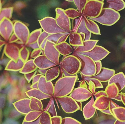 barbaris-tunberga-golden-ring-berberis-thunbergii-golden-ring