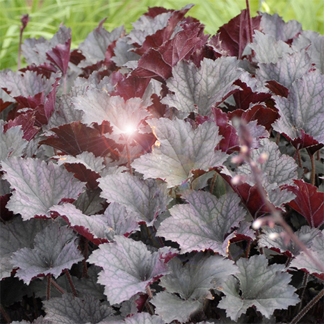 heuchera-hybrida-frosted-violet_01_thumb
