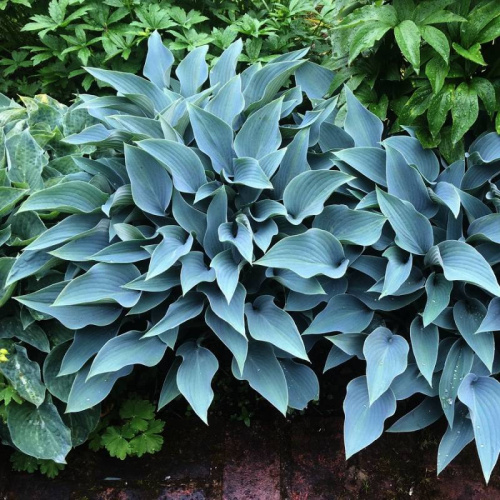 funkia-blue-cadet-hosta