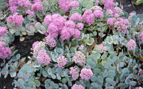 sedum_sieboldii7-e1549626822603