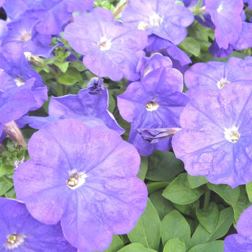 Mirage_Light_Blue-01