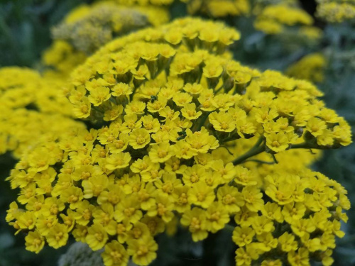 тысячелистник