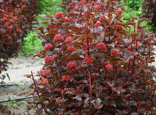 Пузыреплодник калинолистный Physocarpus opulifolius "Lady in Red" : сумка 62л.