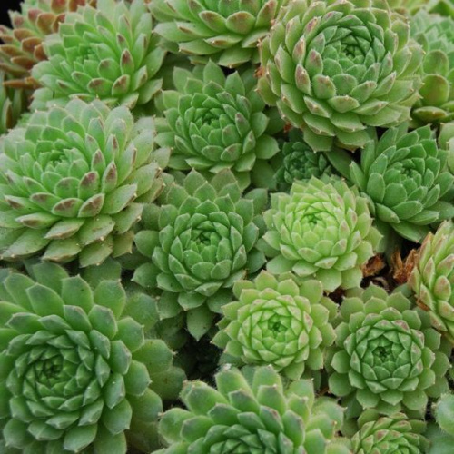 sempervivum-centaurus-green-laforet74
