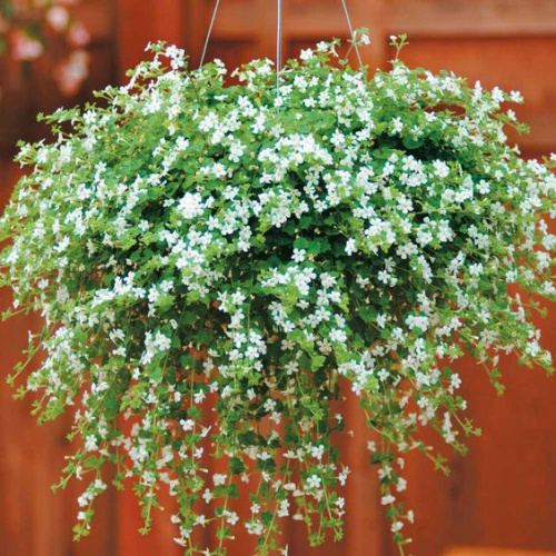bacopa